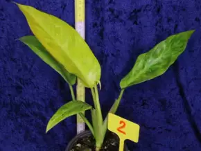 Philodendron Painted lady (malovaná dáma?)