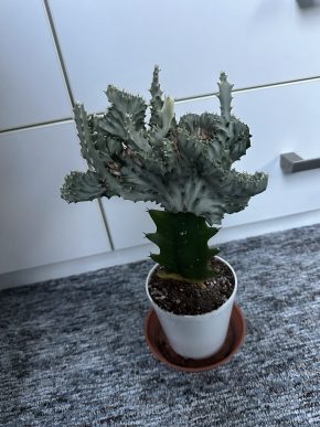 Euphorbia lactea roubovaná