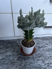 IMG_6752.jpeg