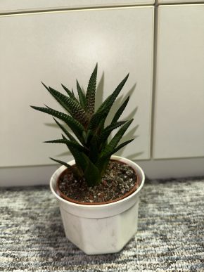 Haworthiopsis limifolia