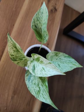 Epipremnum Snow Queen