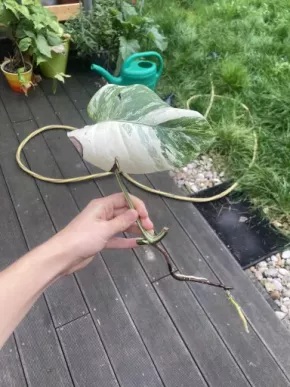 Monstera variegata
