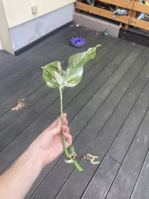 Monstera variegata