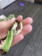 IMG_6236.jpeg