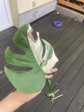 Monstera variegata