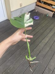 IMG_6237.jpeg