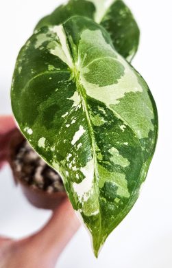 Alocasia Frydek variegata