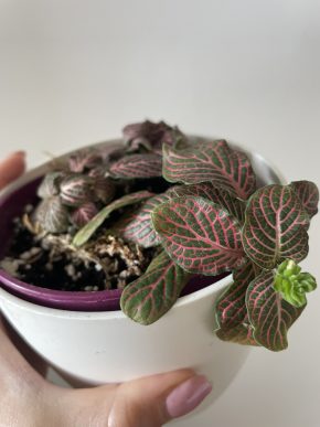 Fittonia Pink