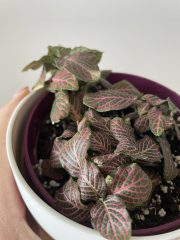 fittonia_2.jpg