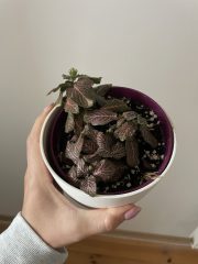 fittonia_3.jpg