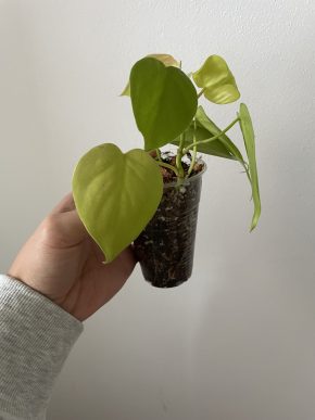 Epipremnum Neon
