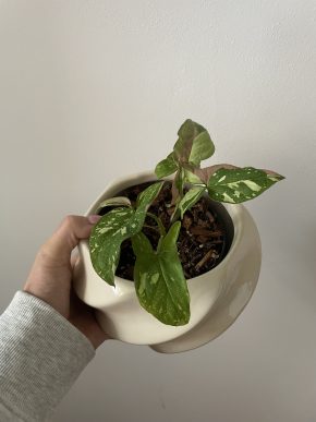 Syngonium Red Spot Tricolor