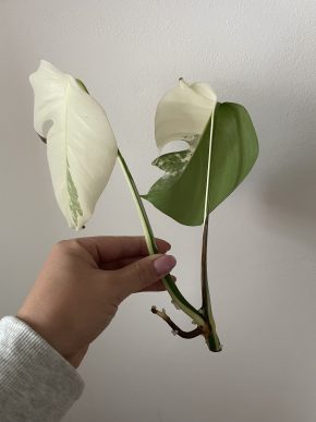 Monstera Albo Variegata