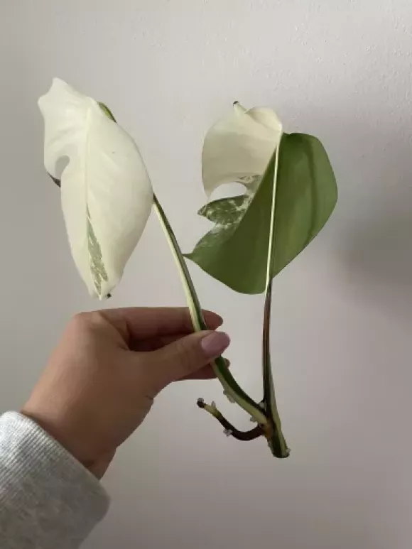 monstera albo vrchol.webp