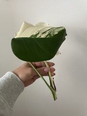 monstera albo vrchol_2.jpg