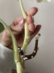 monstera albo vrchol_1.jpg