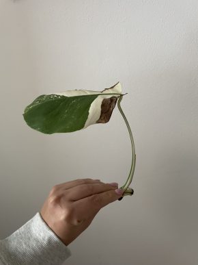 Monstera Albo Variegata