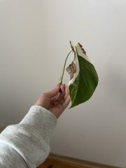 monstera albo_1.jpg