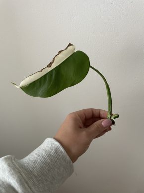 Monstera Albo Variegata