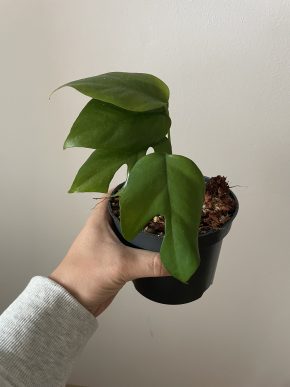 Raphidophora Tetrasperma/Monstera Minima