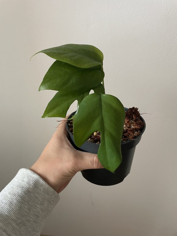 monstera minima.jpg