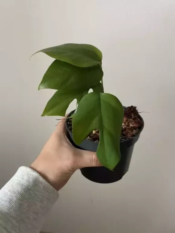 monstera minima.webp