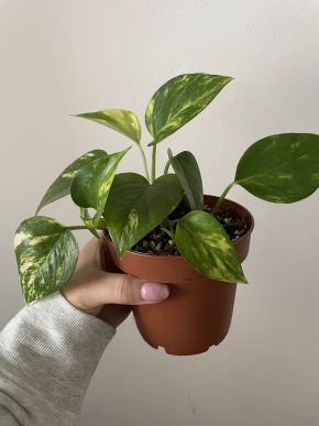 Epipremnum Aureum