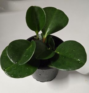 Peperomia magnoliifolia
