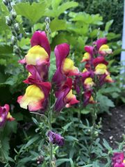 IMG_0258.jpeg