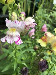 IMG_1129.jpeg