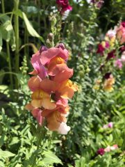 IMG_1042.jpeg