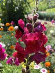 IMG_1044.jpeg