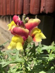 IMG_1015.jpeg