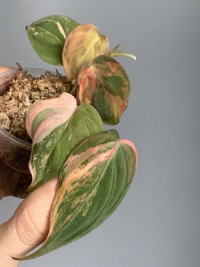 Philodendron micans Pink variegata