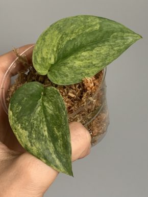 Scindapsus Silver Green on Green var.