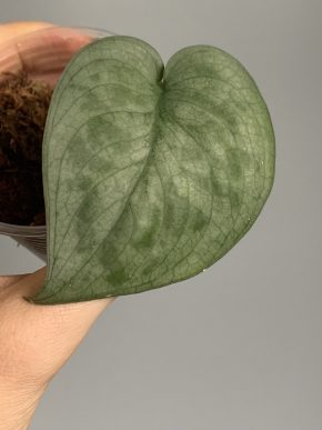 Scindapsus Silver Tattoo
