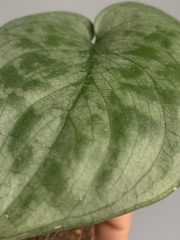 IMG_6840.jpeg