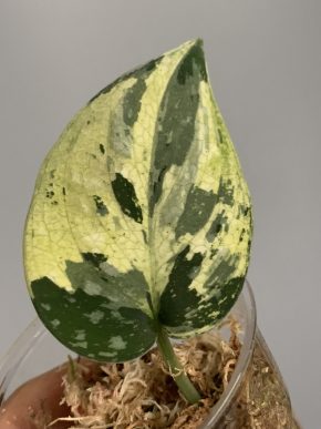 Scindapsus argyraeus Dark Form Aurea var.
