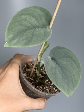 Scindapsus platinum Thai Form