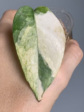 Epipremnum sp. Sulawesii