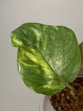 Epipremnum Selamet