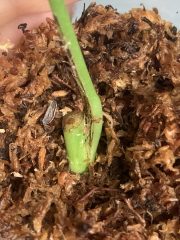 IMG_6918.jpeg