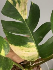 IMG_6923.jpeg