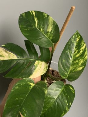 Epipremnum Cintho Goldfinger