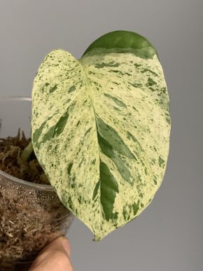 Epipremnum Dewata Mint variegatum