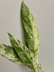 IMG_6932.jpeg