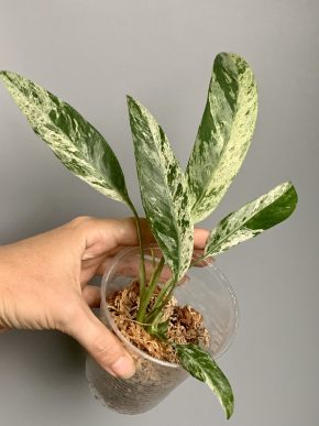 Epipremnum giganteum Marble variegatum