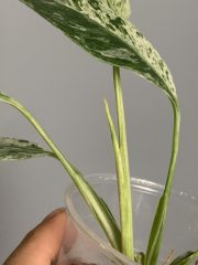 IMG_6935.jpeg