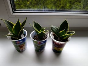 Sansevieria Honey Bunny