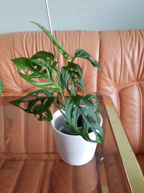 Monstera Adansonii Monkey Mask - 2 rostliny v květináči